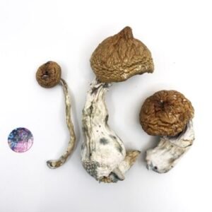 Buy Lizard King Mushrooms